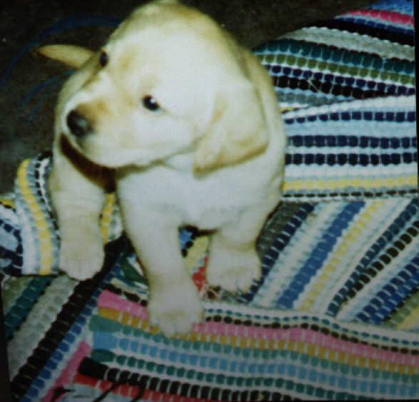 Whitney as a puppy